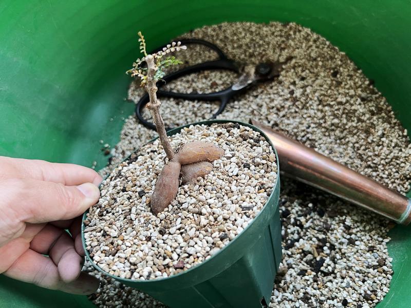 オペルクリカリア・パキプスの根挿し＆挿し木に挑戦｜下処理〜植え込み編