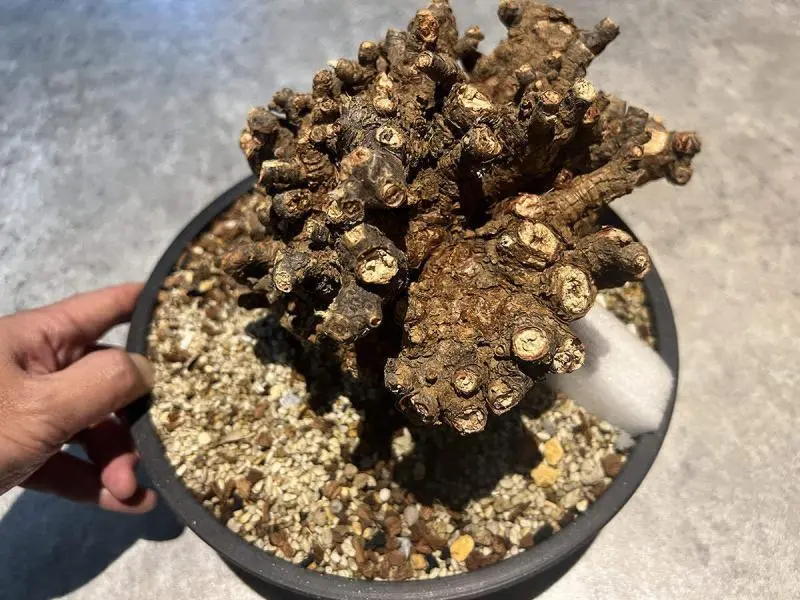 10日目】大株のケラリア・ピグマエア Ceraria pygmaea 発根管理日記