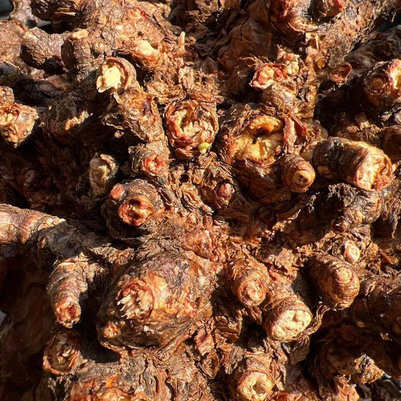40日目】大株のケラリア・ピグマエア Ceraria pygmaea 発根管理日記