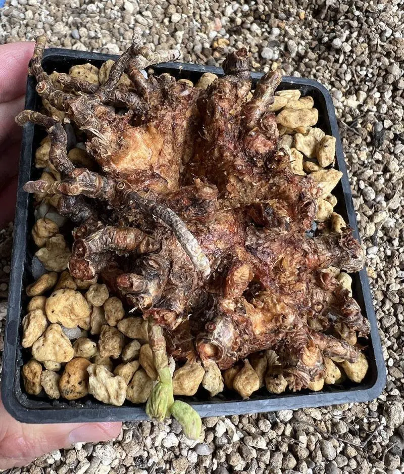 40日目】大株のケラリア・ピグマエア Ceraria pygmaea 発根管理日記