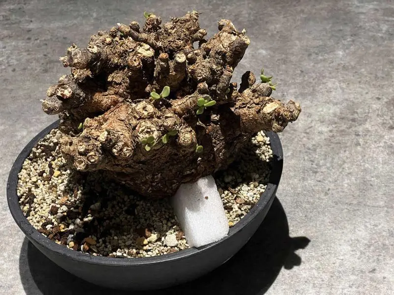 40日目】大株のケラリア・ピグマエア Ceraria pygmaea 発根管理日記