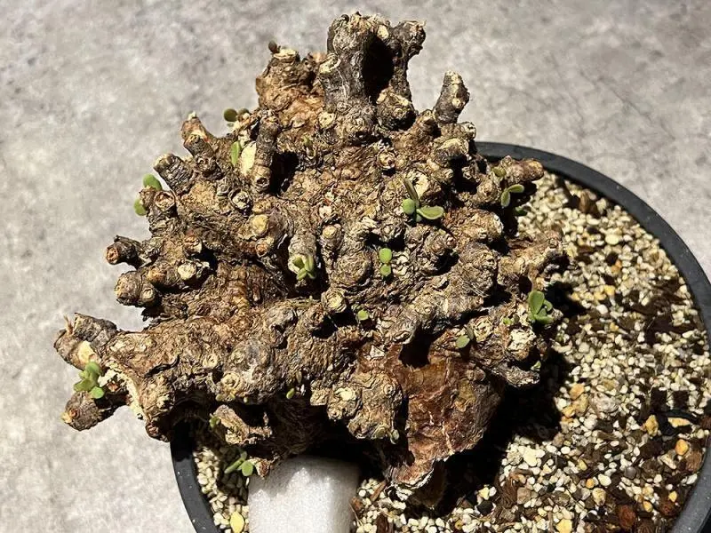 40日目】大株のケラリア・ピグマエア Ceraria pygmaea 発根管理日記