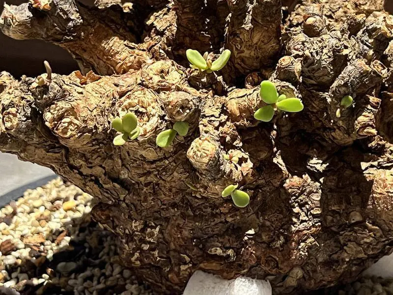 40日目】大株のケラリア・ピグマエア Ceraria pygmaea 発根管理日記