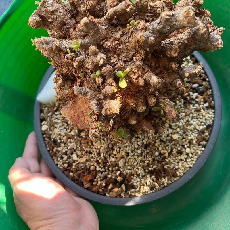 40日目】大株のケラリア・ピグマエア Ceraria pygmaea 発根管理日記