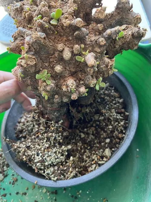 40日目】大株のケラリア・ピグマエア Ceraria pygmaea 発根管理日記