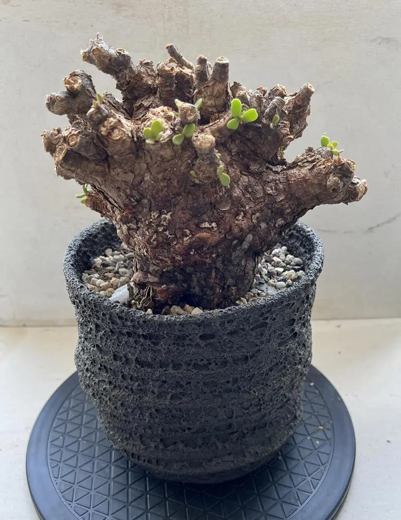 40日目】大株のケラリア・ピグマエア Ceraria pygmaea 発根管理日記