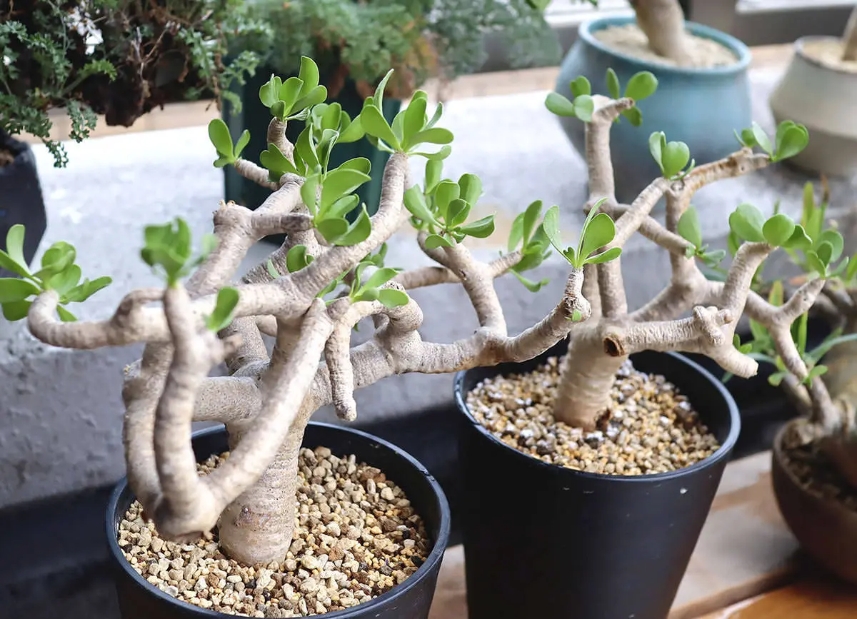多肉植物 塊根植物オトンナ フルカタ Othonna furcata 冬型 オトンナ・フルカタ