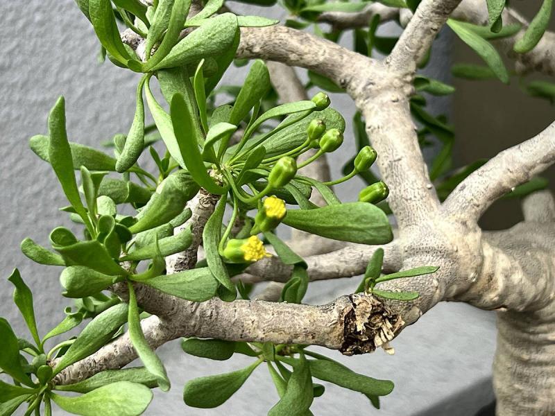 オトンナ・フルカタの自家採取（種採り） Othonna furcata