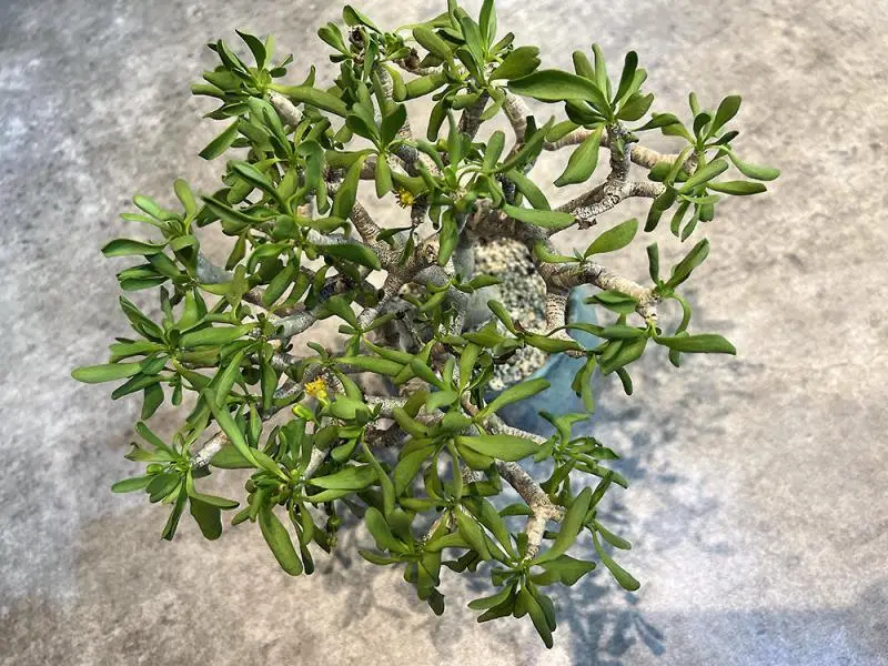 オトンナ・フルカタの自家採取（種採り） Othonna furcata
