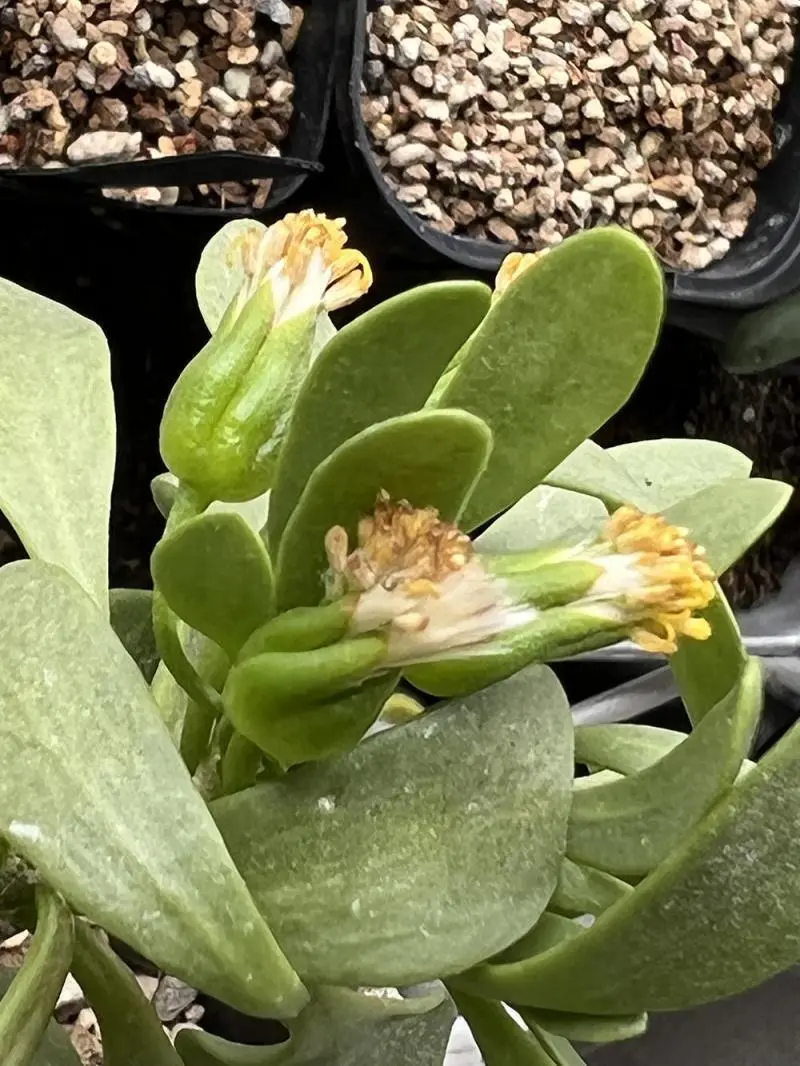 オトンナ・フルカタの自家採取（種採り） Othonna furcata