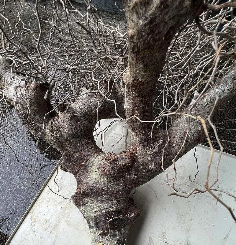 コミフォラ モンストローサ（特大現地株：発根管理中） Commiphora monstruosa コミフォラ モンストローサ 発根済現地株 1 |