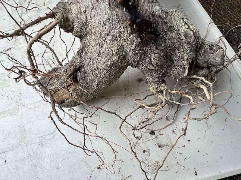 IMG 4908 e1664236893731