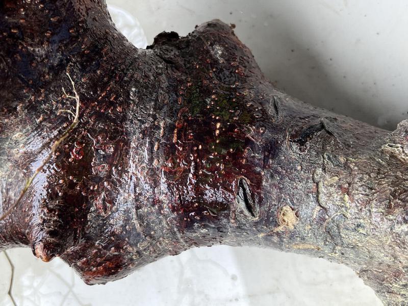 IMG 4910 e1664240904592