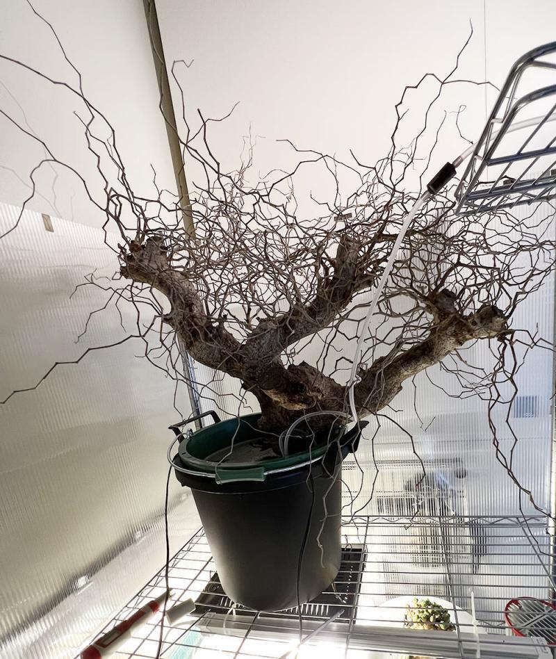 コミフォラ・モンストローサ Commiphra monstruosa の水耕管理の覚書