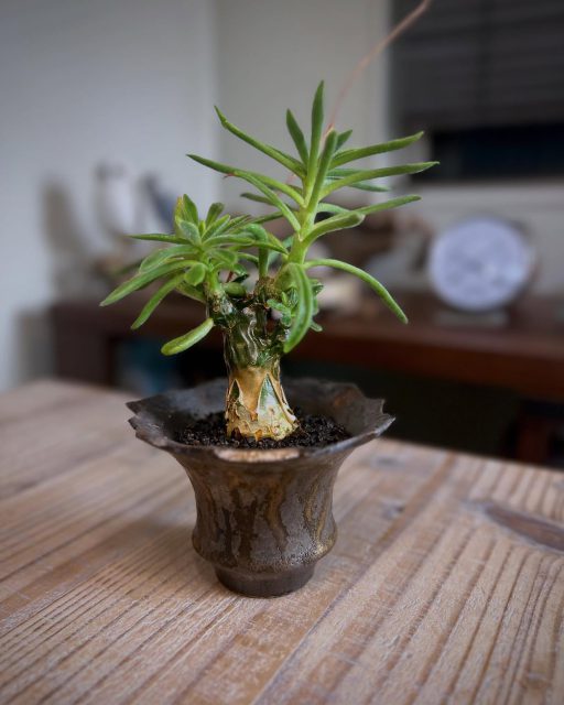 なんとか夏越せた組 ・ ・ pot: @katachiseisakujyo ・ ・ #チレコドン #チレコドンレウコスリクス #tylecodonleucothrix #tylecodon #塊根植物 #コーデックス #caudex #succulents #caudiciform #ボタニカル #botanical #ボタニカルライフ #室内温室 #gardening #ガーデニング #植物のある暮らし #botanicallife #slowlife #カタチ製作所