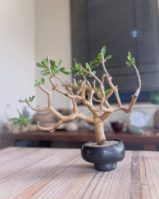 なんとか夏越し組。 ・ ・ #オトンナフルカタ #フルカタ #othonnafurcata #furcata #othonna #塊根植物 #コーデックス #caudex #succulents #caudiciform #ボタニカル #botanical #ボタニカルライフ #gardening #ガーデニング #植物のある暮らし #botanicallife #植物 #plants #盆栽 #小品盆栽 #bonsai #bonsailovers #bonsailife #スローライフ #slowlife