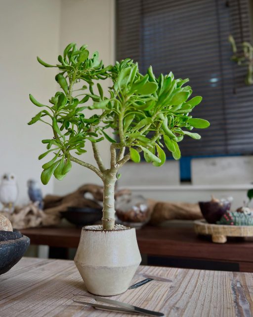 だいぶ樹っぽくなってきたけど、 美白にはまだ時間かかりそう🧴 ・ ・ #オトンナフルカタ #フルカタ #othonnafurcata #furcata #othonna #塊根植物 #コーデックス #caudex #succulents #caudiciform #ボタニカル #botanical #ボタニカルライフ #gardening #ガーデニング #植物のある暮らし #botanicallife #植物 #実生 #plants #盆栽 #小品盆栽 #bonsai #bonsailovers #bonsailife #スローライフ #slowlife