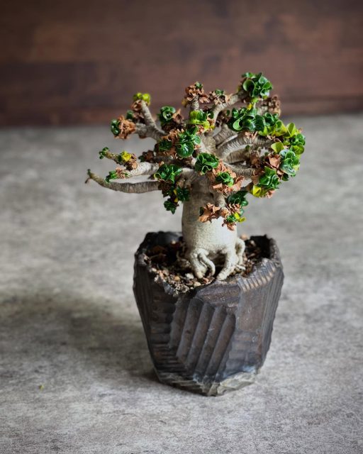 新緑と枯葉のコントラストがいい感じ🍃 ・ ・ 投稿してなさすぎて 進化したインターフェースで戸惑ったよ💦 ・ ・ #アデニウム #DHA #dorsethornadenium #adenium #獅子葉アデニウム #巻葉アデニウム #ドーセットホーンアデニウム #ppl #塊根植物 #コーデックス #caudex #succulents #caudiciform #ボタニカル #botanical #ボタニカルライフ #gardening #ガーデニング #植物のある暮らし #botanicallife #植物 #plants #盆栽 #小品盆栽 #bonsai #bonsailovers #bonsailife #スローライフ #slowlife