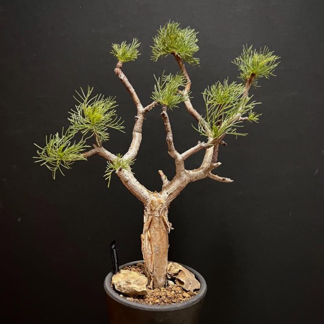 気づけば4年半が経過してた⏳ ・ ・ やっとこさ芽吹いてほしい枝から🌱🪾 ・ ・ #コミフォラクラウセリアナ #コミフォラクラウセリアーナ #コミフォラクラウゼリアナ #commiphora #コミフォラ #コンミフォラ　#commiphorakraeuseliana #塊根植物 #コーデックス #caudex #succulents #caudiciform #ボタニカル #botanical #ボタニカルライフ #gardening #ガーデニング #植物のある暮らし #植物のある生活 #植物 #plants #bonsai #小品盆栽 #盆栽 ・