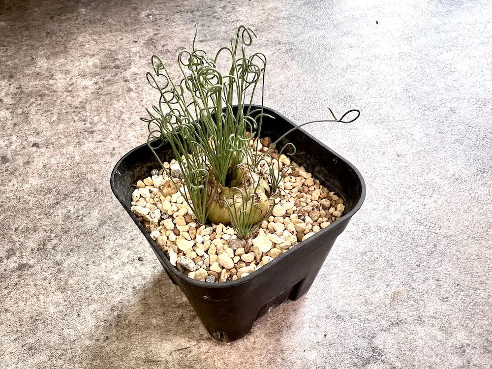 塊根植物