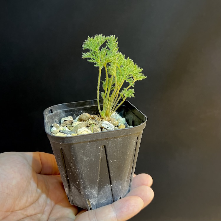 CODEXGREEN -コーデックス/塊根植物、多肉植物の育成日記