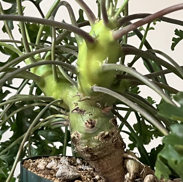 ペラルゴニウム・クリズミフォリウム(山伏天狗)の播種ノウハウ