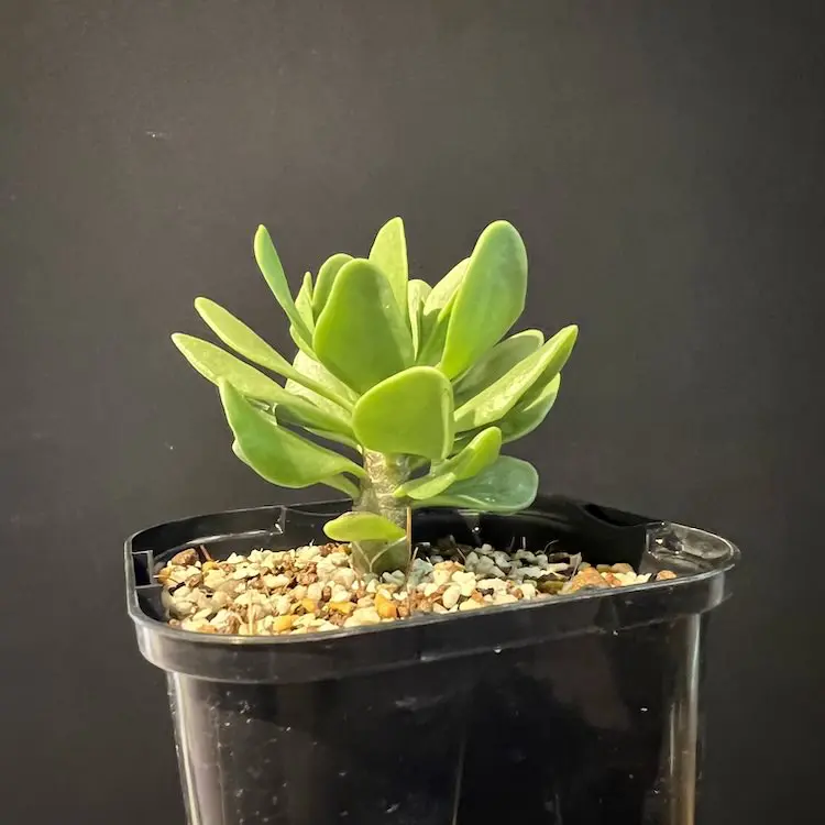 CODEXGREEN -コーデックス/塊根植物、多肉植物の育成日記