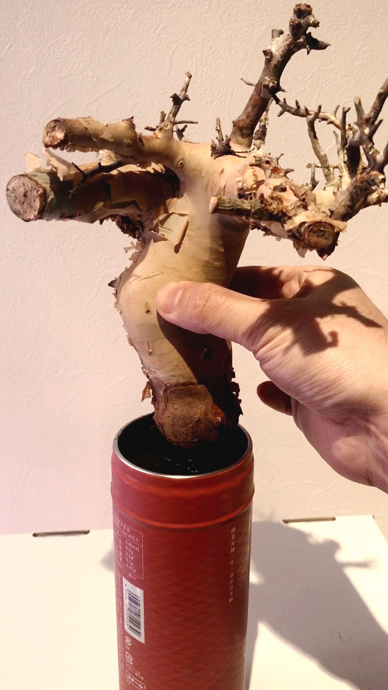 長〜〜い主根のコミフォラ（commiphora）を縦長のポットへ植える