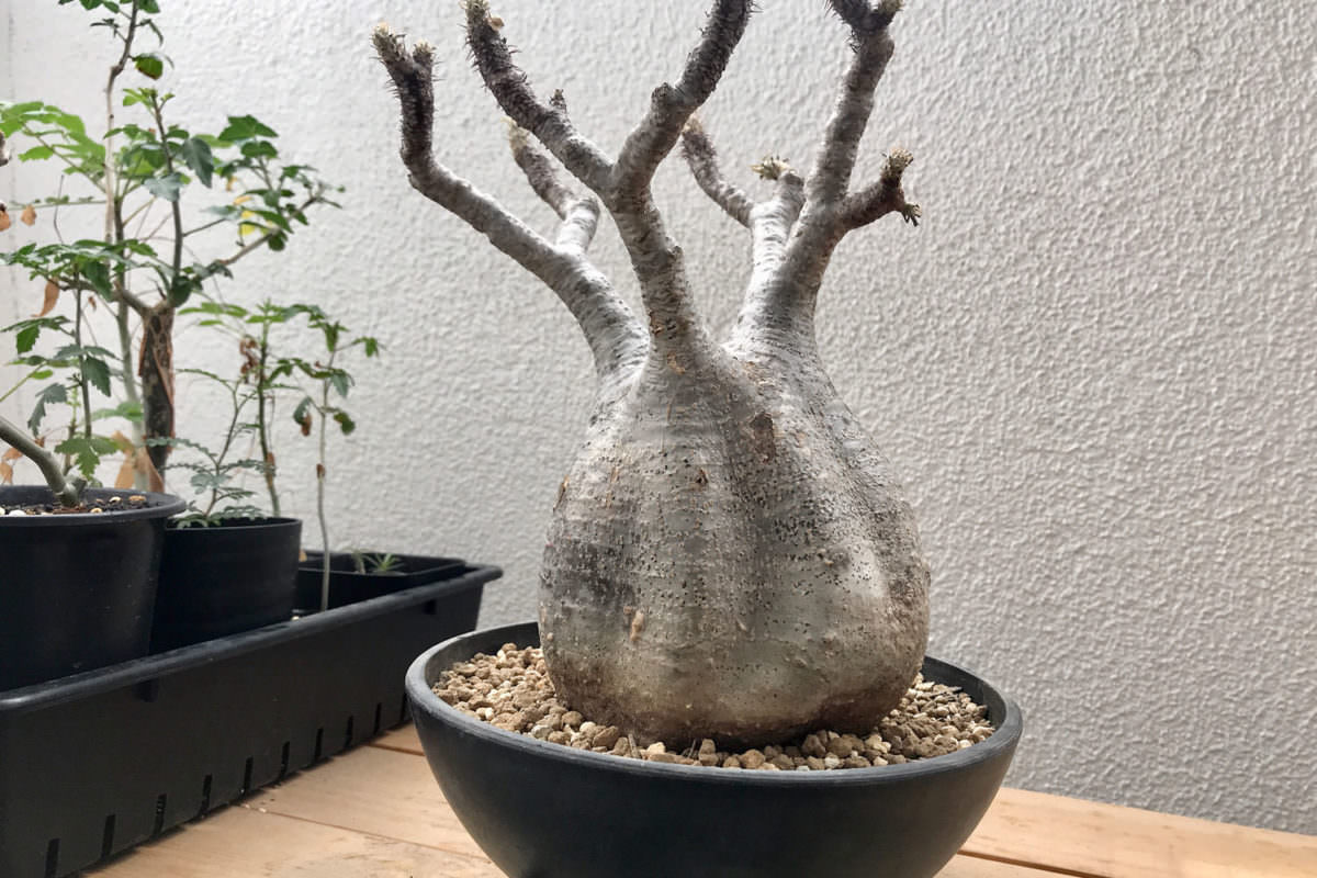 おしゃれ Pachypodium 極美株 グラキリス パキポディウム 現地球