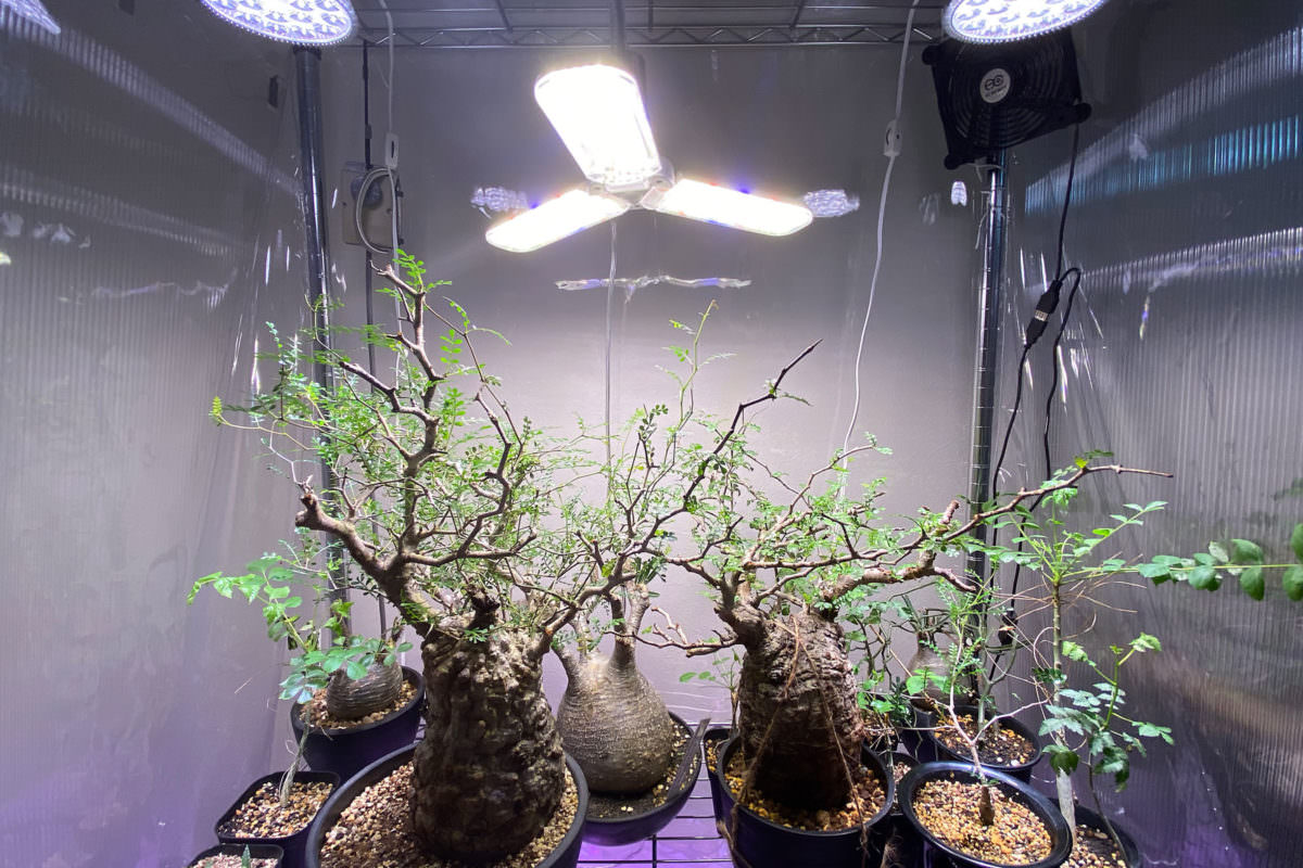しゃりっこ　植物育成RGB LEDライト 楽天市場】ZOOX RGB RAYS 20W LED ライト 植物