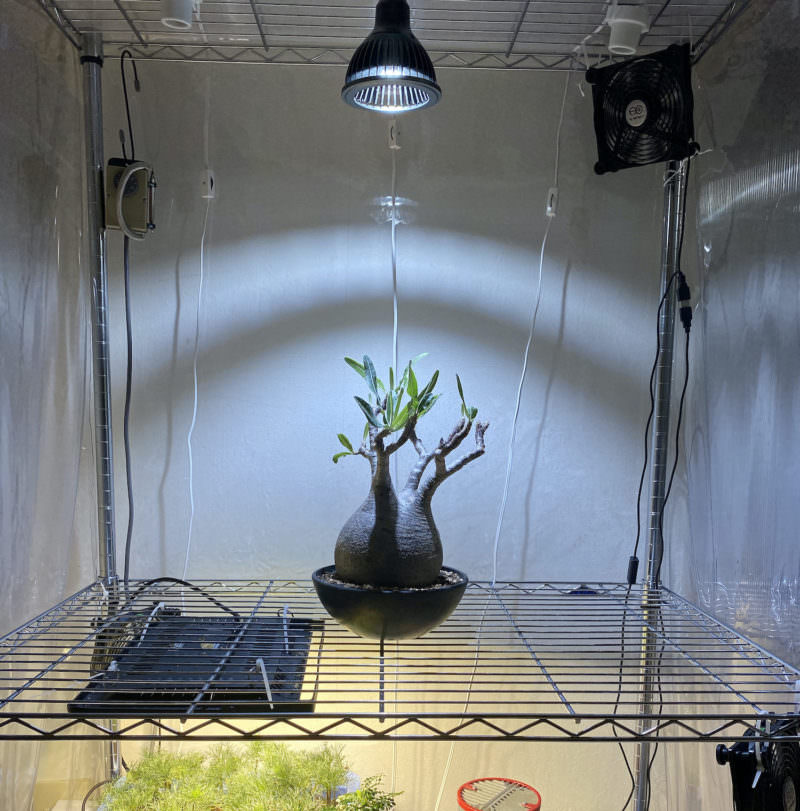 絶妙なデザイン AMATERAS LED 20W アマテラス ４本セット 植物育成用